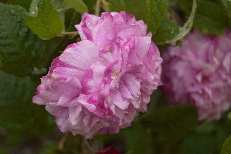Provence Rose Provence Rose