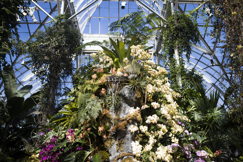 The Orchid Show NYBG