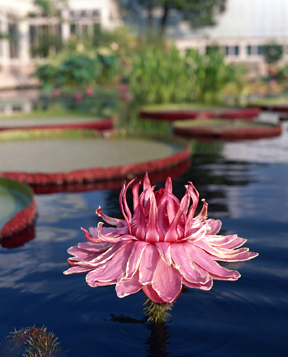 Water Lily