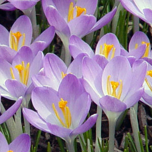 Crocus ~cheerfulness~