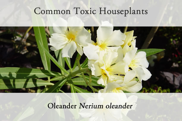 Common Poisonous Houseplants | NYBG