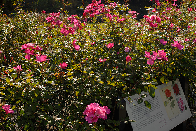 Peggy Rockefeller Rose Garden