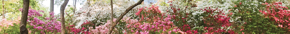 azalea