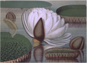 <b>The first North American flowering of <i>Victoria Amazonica</i> or Giant Waterlily occurred in 1851 in Philadelphia</b><br /> <i>Victoria amazonica</i> or <i>regia</i>, Chromolithograph in John Fisk Allen, <i>Victoria regia; or the Great Water Lily of America</i>. . . Boston: Dutton and Wentworth, 1854.