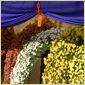 kiku_image_08.jpg
