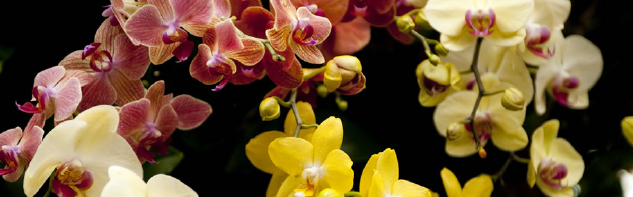 orchid-3