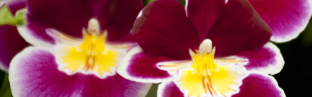 orchid-inline1