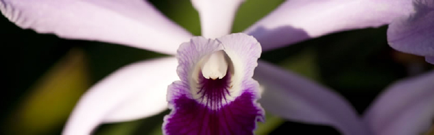 orchid-inline2