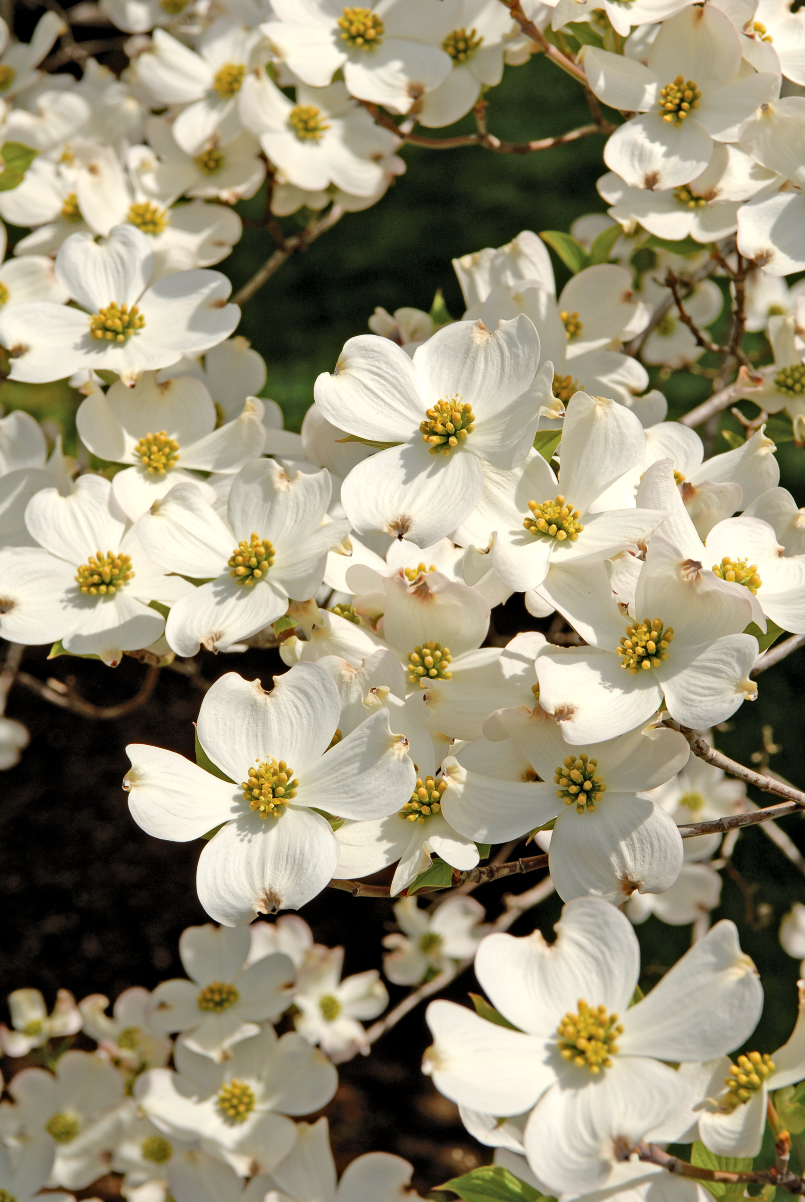 Flowering+dogwood+shrub
