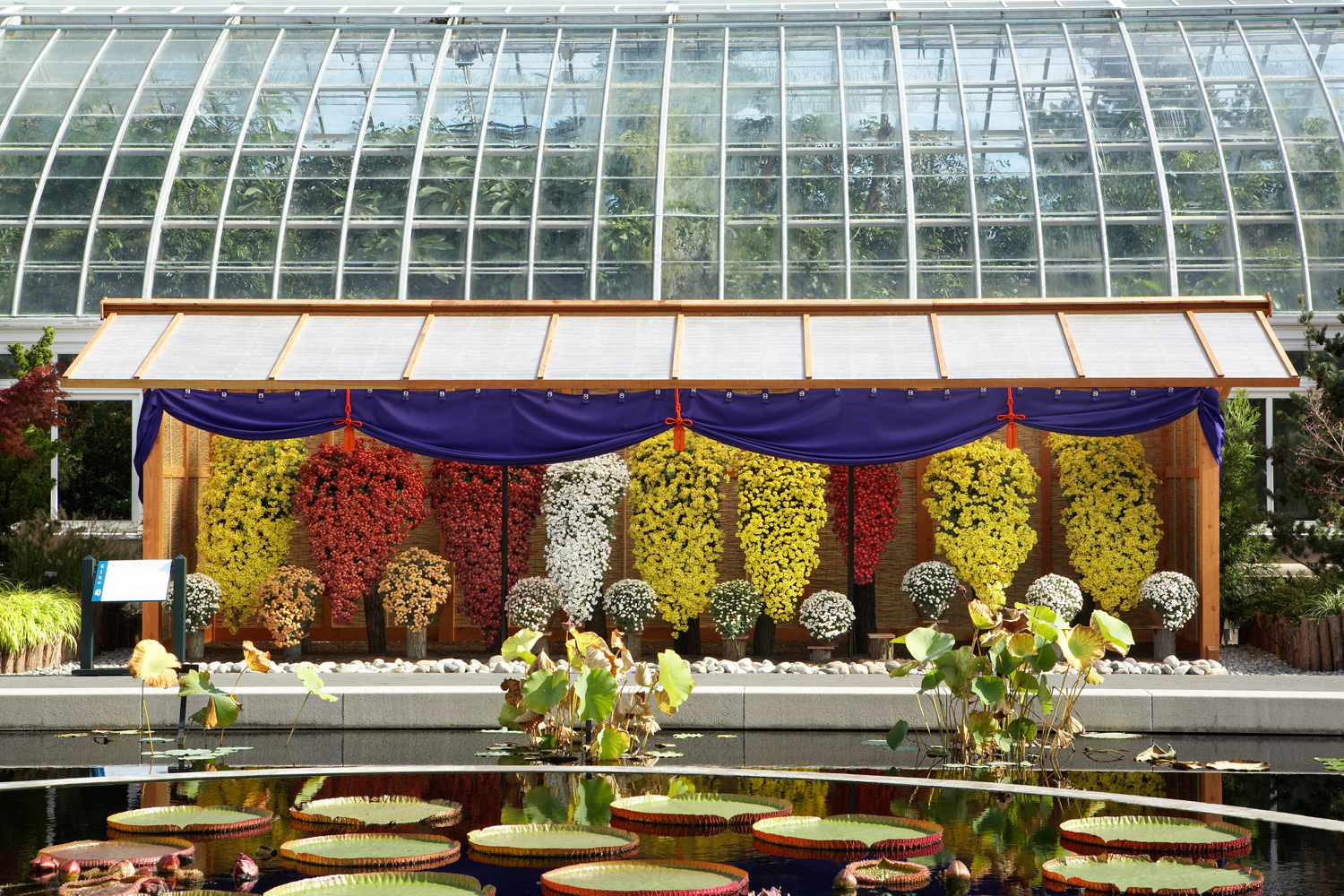 Kiku, the Art of the Japanese Chrysanthemum