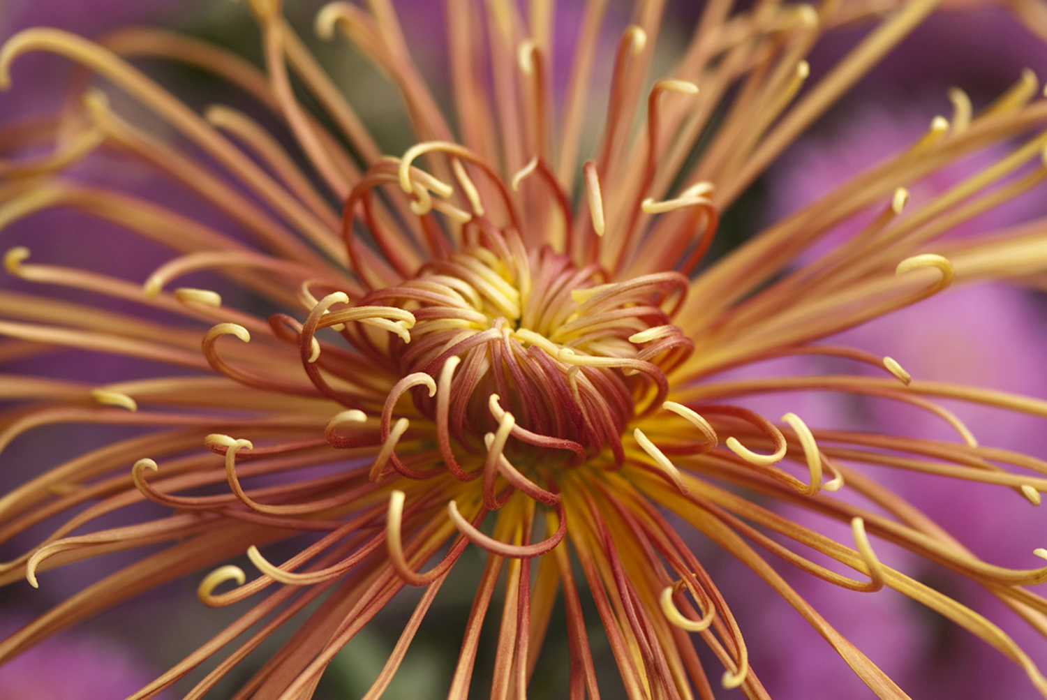 /ss/MakeDollsHouseMiniatureSpiderChrysanthemums_8.htm /ss/MakeDollsHouseMiniatureSpiderChrysanthemums_8.htm