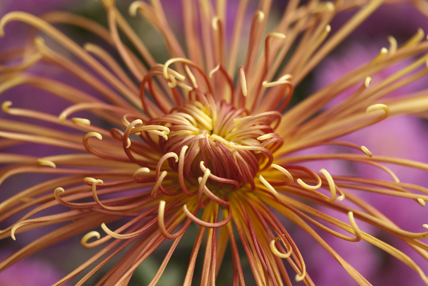  /ss/MakeDollsHouseMiniatureSpiderChrysanthemums_8.htm