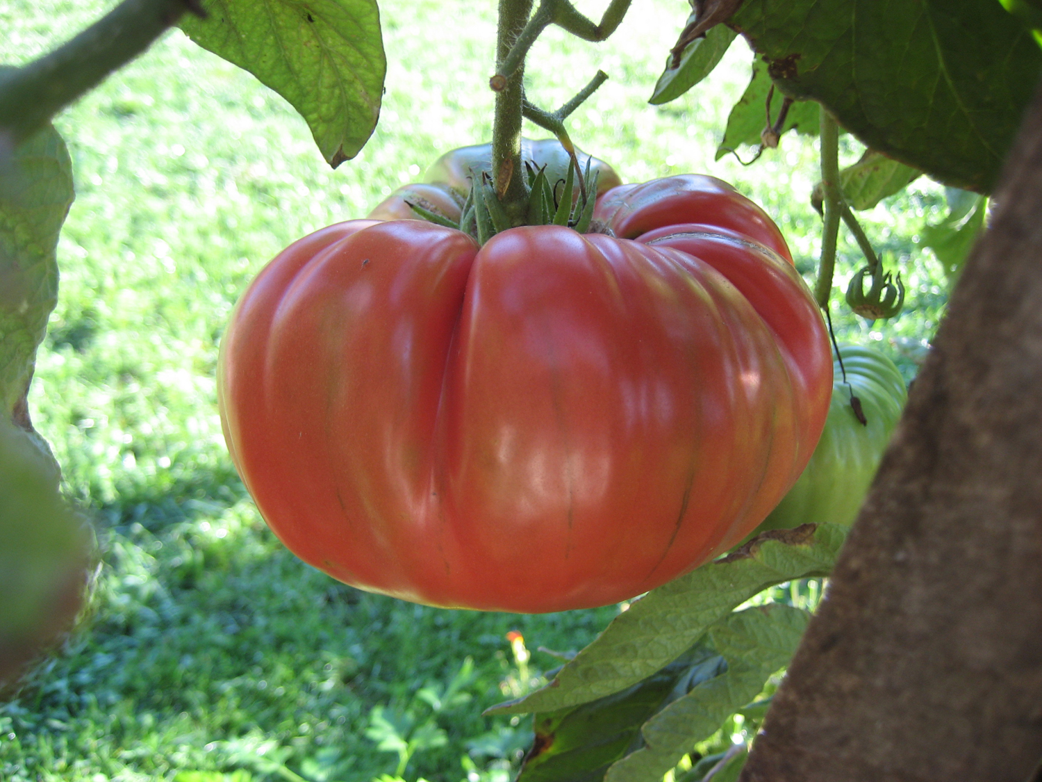 Brandywine Tomato