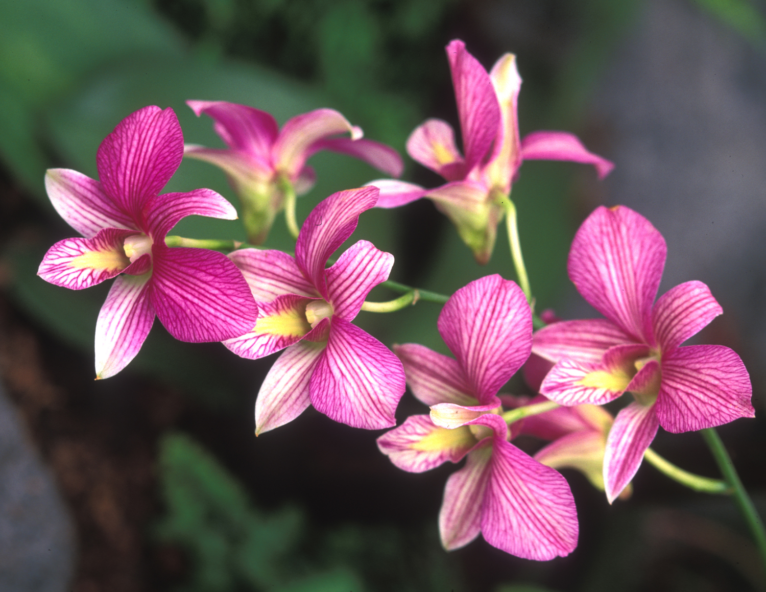 Dendrobium Orchid Dendrobium Orchid