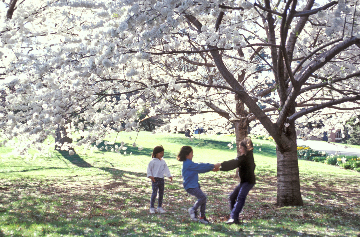 flowering trees in spring flowering trees in spring