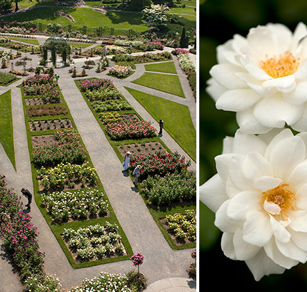 The Peggy Rockefeller Rose Garden