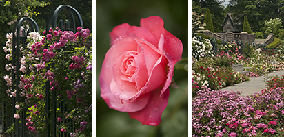 The Peggy Rockefeller Rose Garden