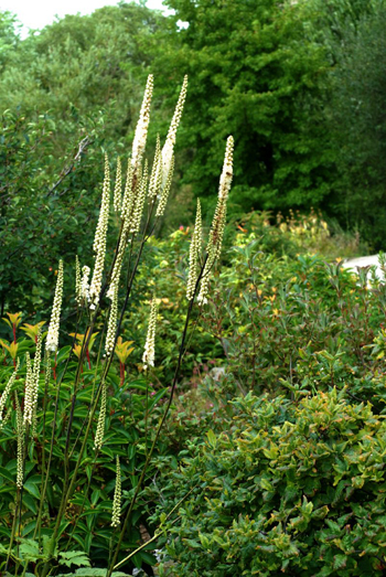 Actaea Racemosa