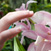 orchid_01.jpg