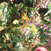 orchid_02.jpg