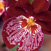 orchid_03.jpg