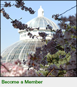 Become a Member Today! New York Botanical Garden Membership