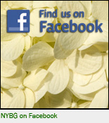 O_Facebook