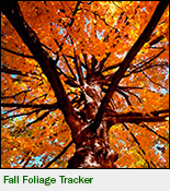 Fall Foliage Tracker