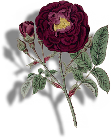 Drawing of Gallic Rose
