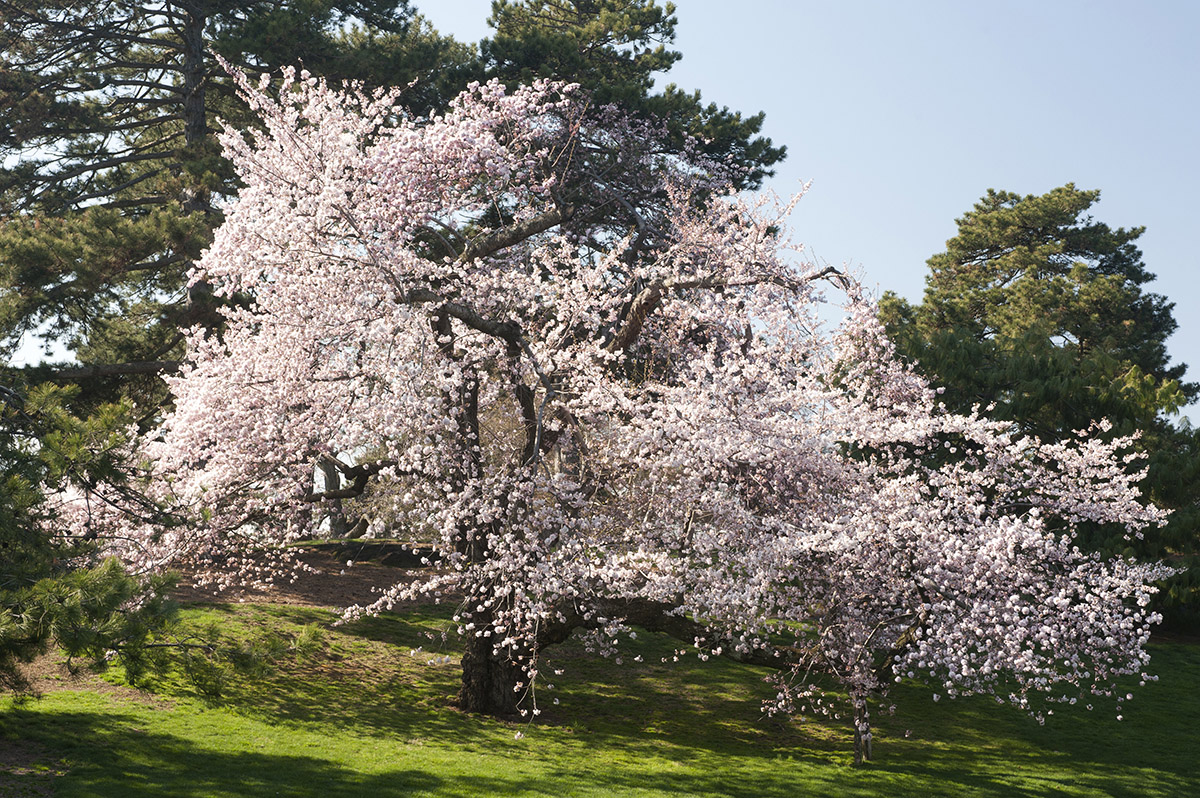 what s beautiful now spring in swing plant talk what s beautiful now spring in swing plant talk