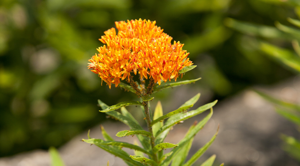 <em>Asclepias tuberosa</em>