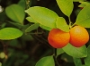 Citrus trees and their highly aromatic blossoms are a large component of the show.