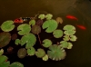 Lilypads in the Conservatory Courtyard pool.