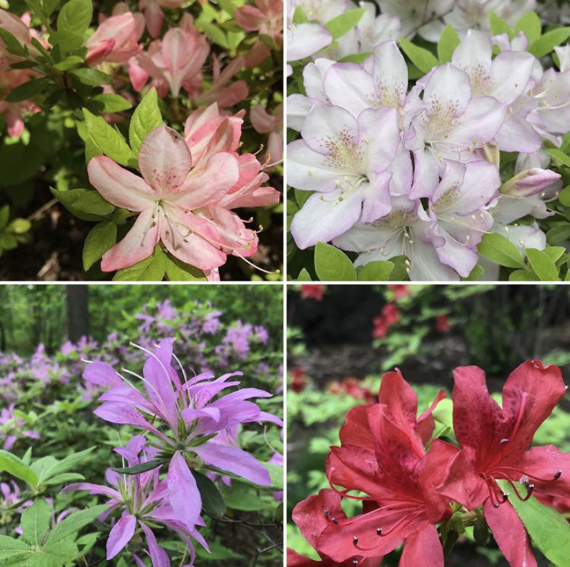 Turning Heads in the Azalea Garden Plant Talk