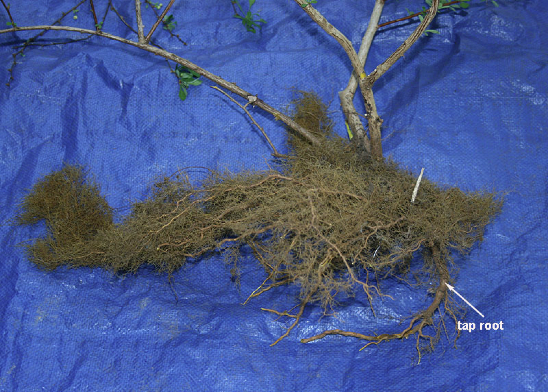 slid4barberry5may13_roots
