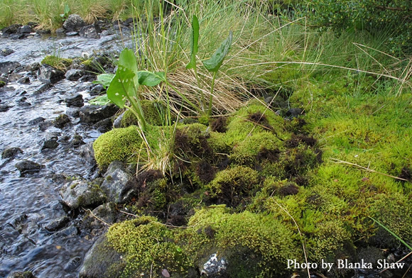Birds, not bryologists, disturbed this carpet of moss while looking for insects