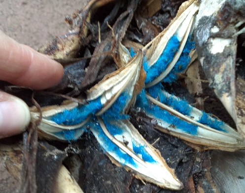 Seed pod of <i>Ravenala madagascariensis</i>, preferred foodstuff of the ruffed lemur.