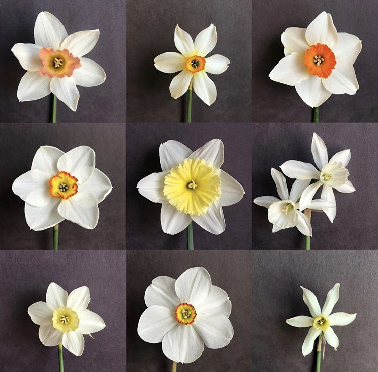 Daffodil Diversity