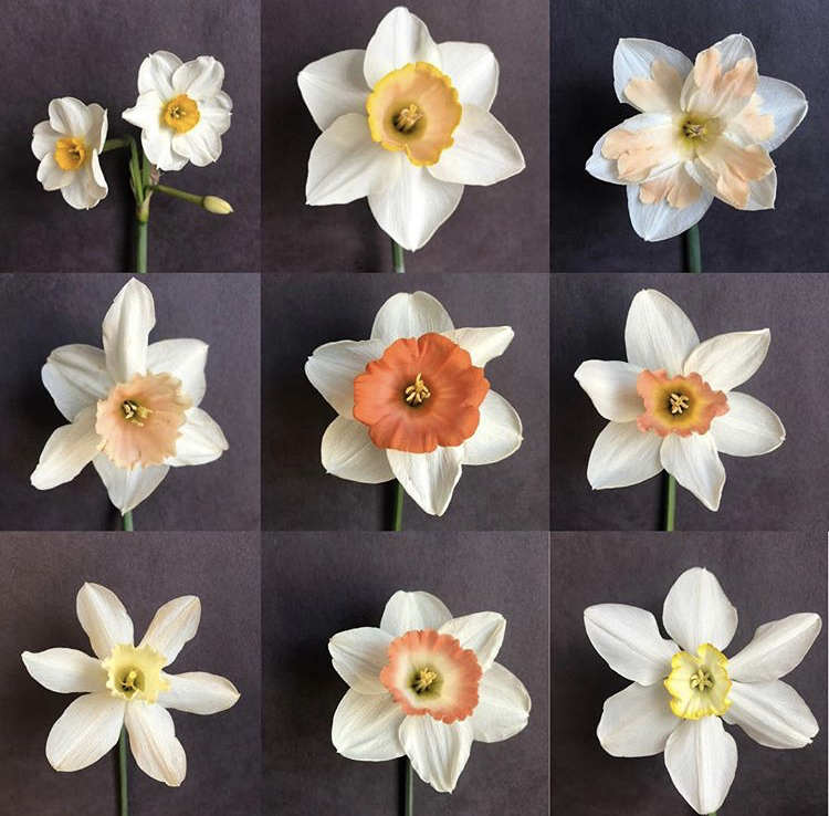 Daffodil Diversity