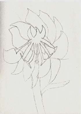 Plant portraiture from the students of Thurgood Marshall Academy.