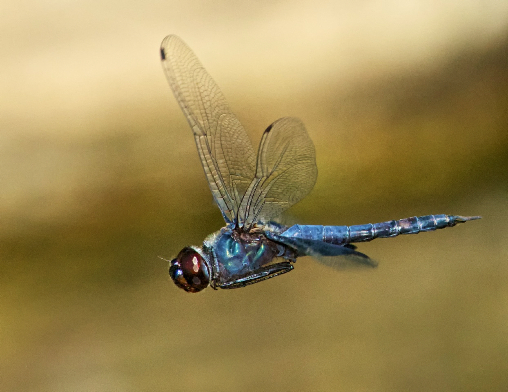 black-saddlebags-male