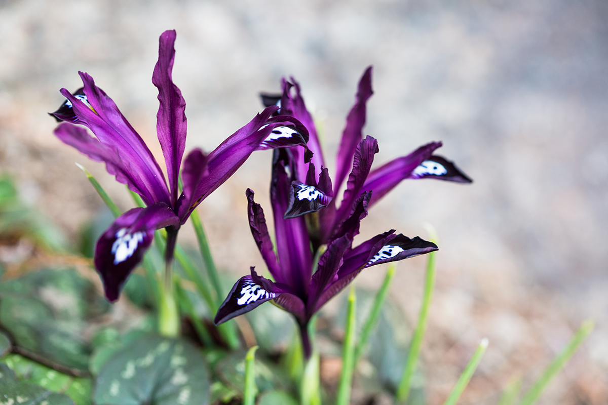 Iris 'Pauline'