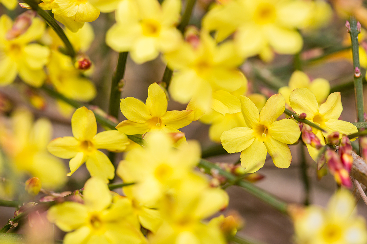 Jasminum nudiflorum