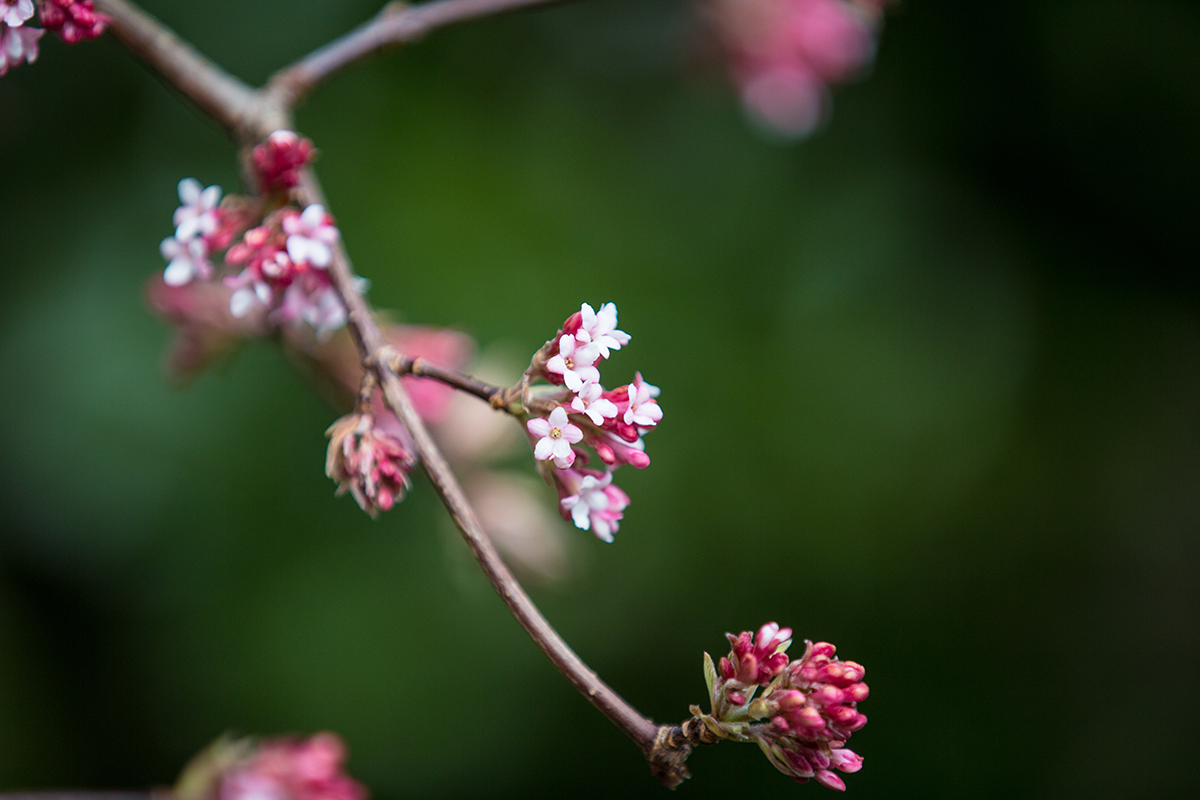 Viburnum × bodnantense 'Dawn'