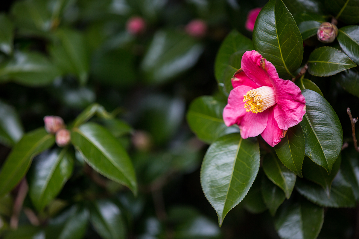 Camellia japonica 'Spring's Promise'