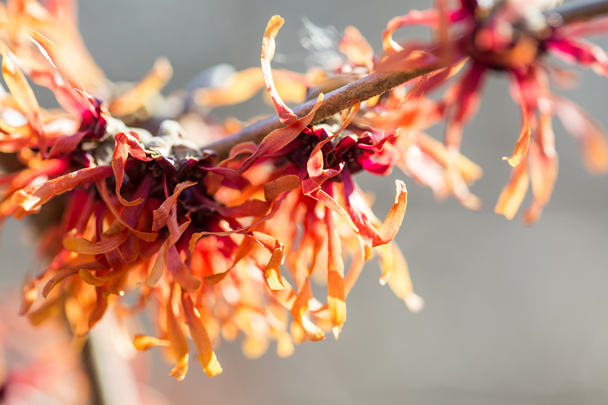 Hamamelis × intermedia 'Diane'