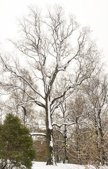 snow-tree