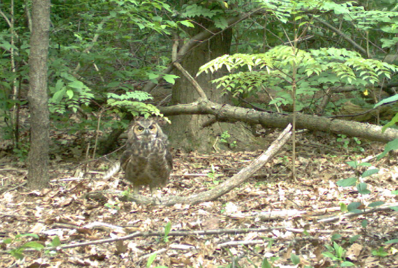 One of our Great Horned Owls comes in for a closer look.
