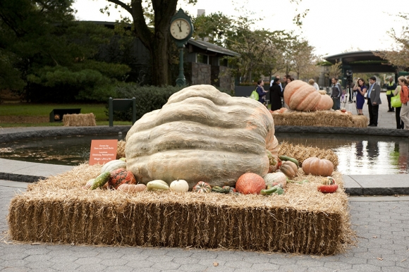 1,807.5 pounds - Grown by Dave and Carol Stelts, Edinburg, Pa.