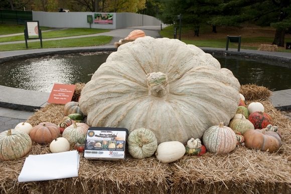 1,693 pounds - Grown by Brant and Eleanor Bordsen, Marysville, Calif.